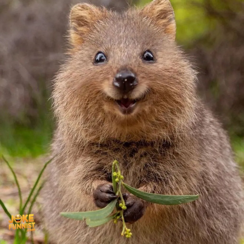 A quokka’s smile