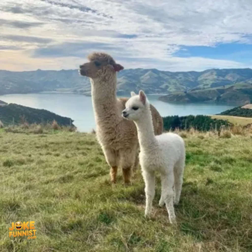alpaca moment