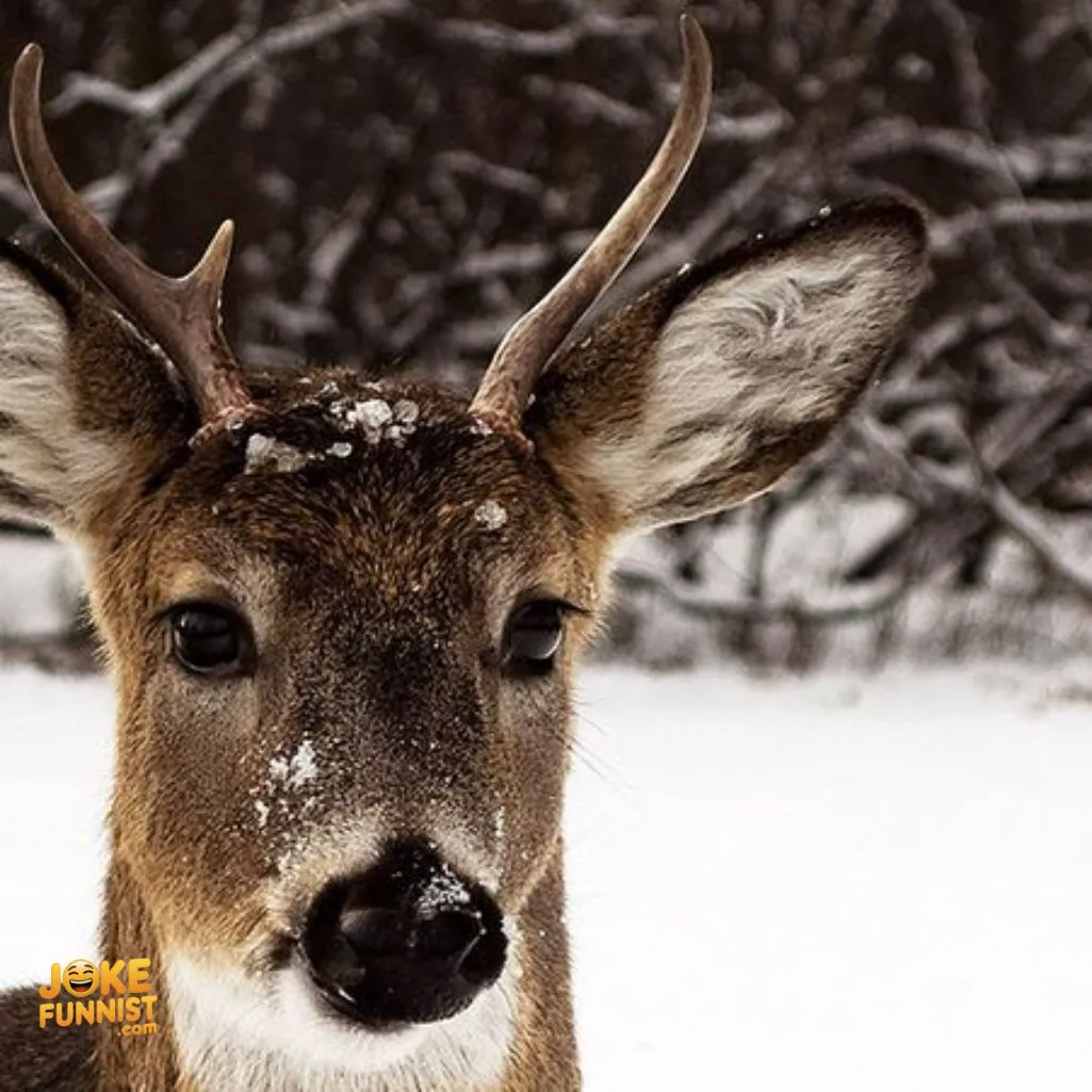 Bambi Moose