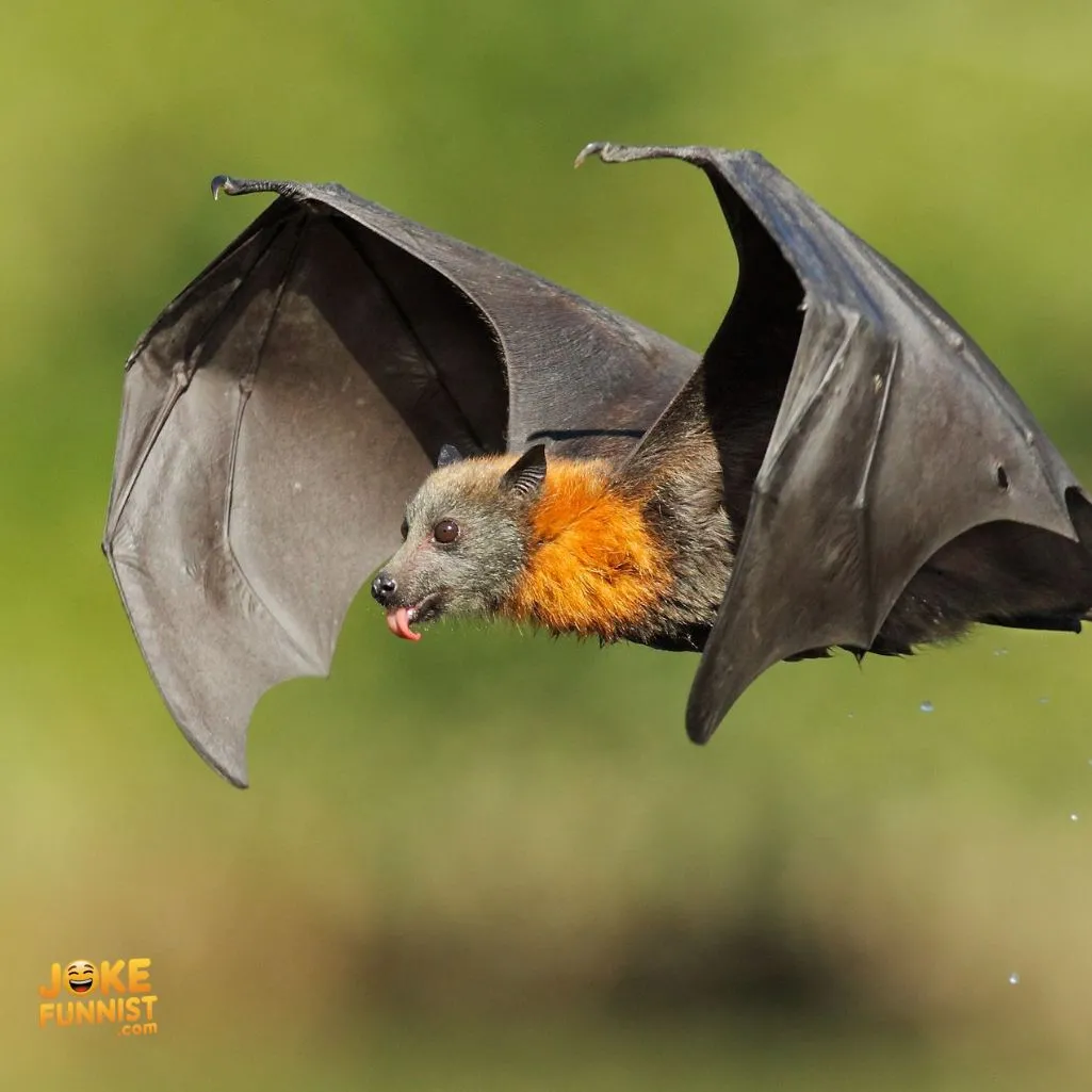 Bat hair