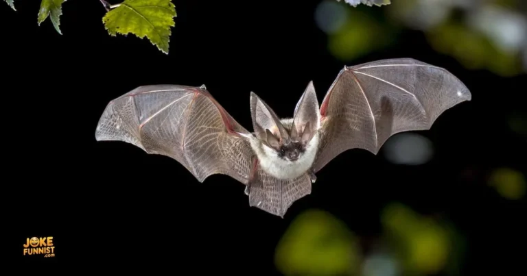 Bat Puns