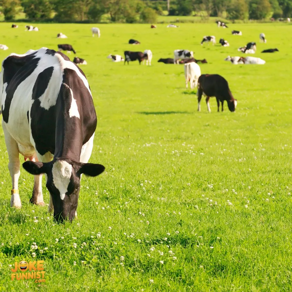 Cows Are Very Intelligent