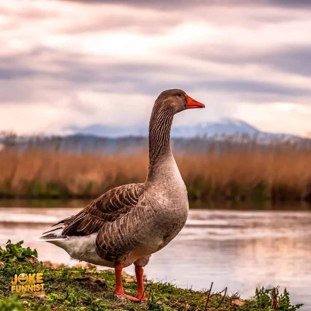Goose-tacular moments ahead
