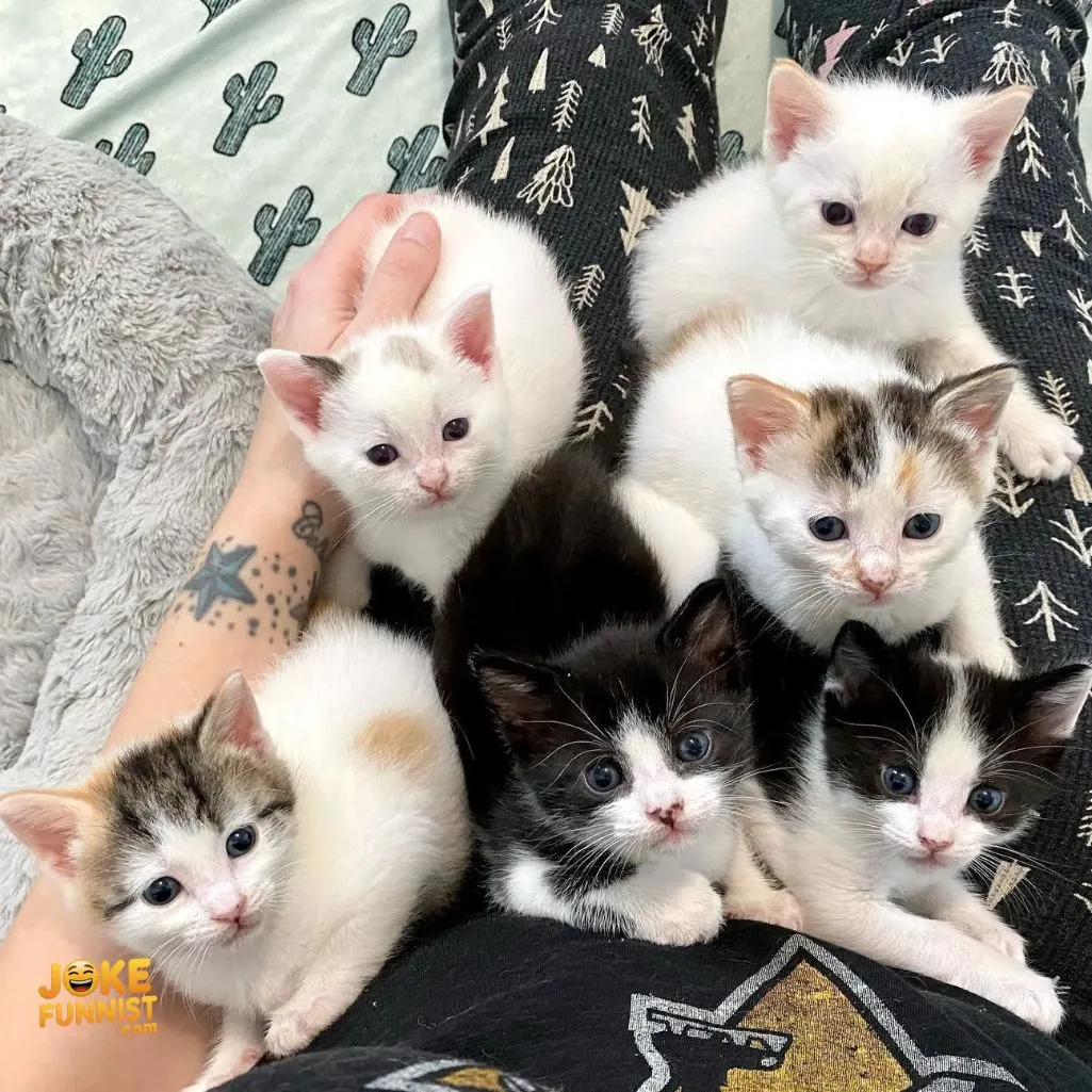 Life is better with kittens