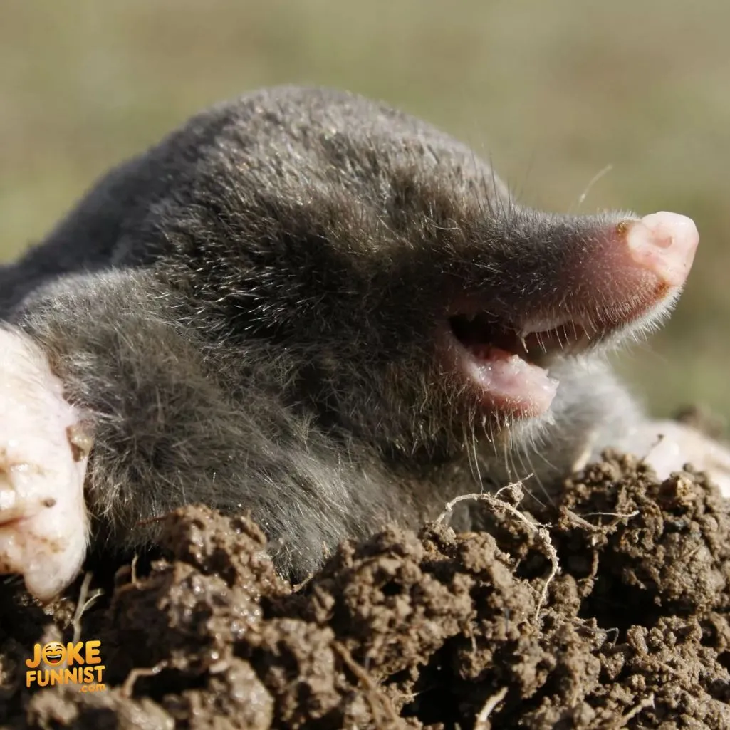 Mole to stop digging