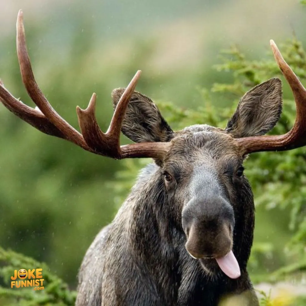 Moose life