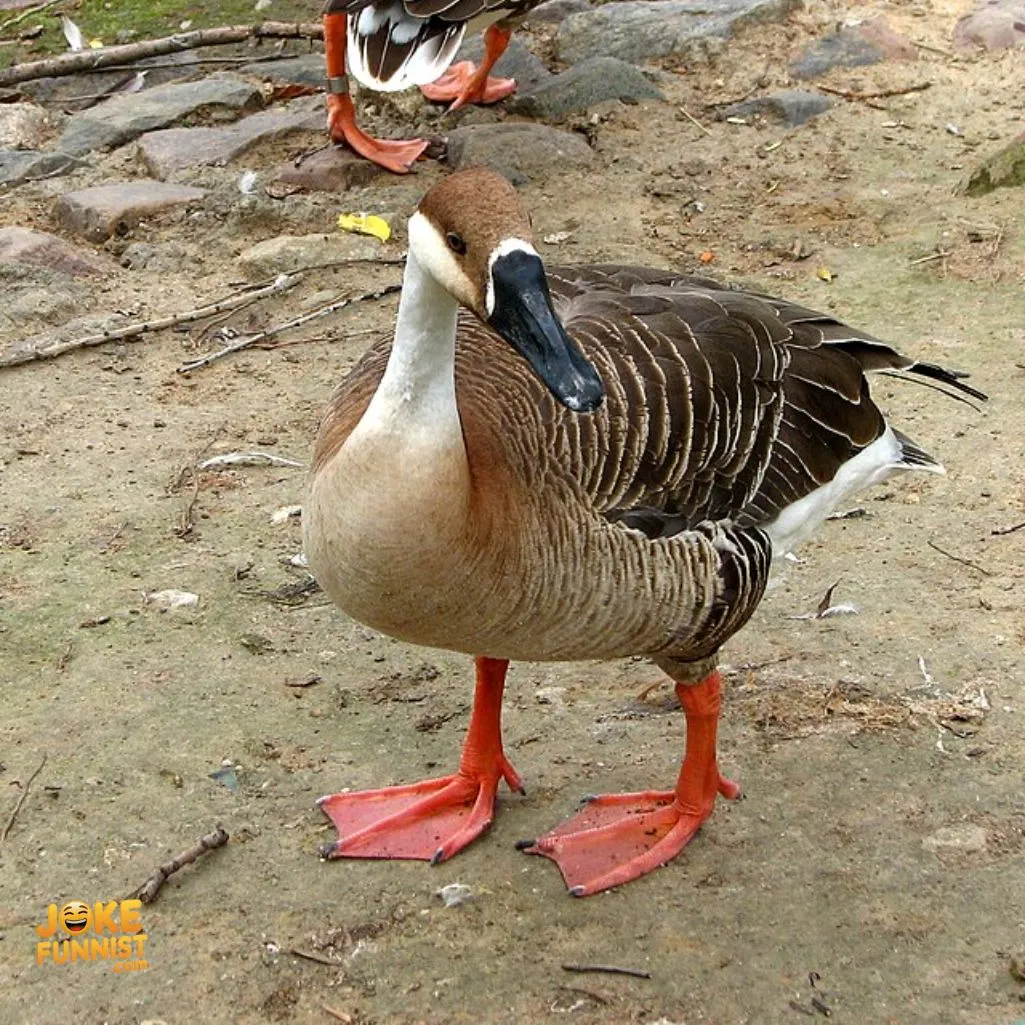 One goose
