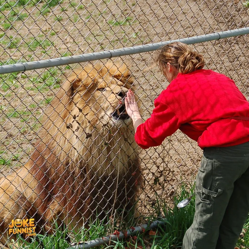 one in a zoo lion