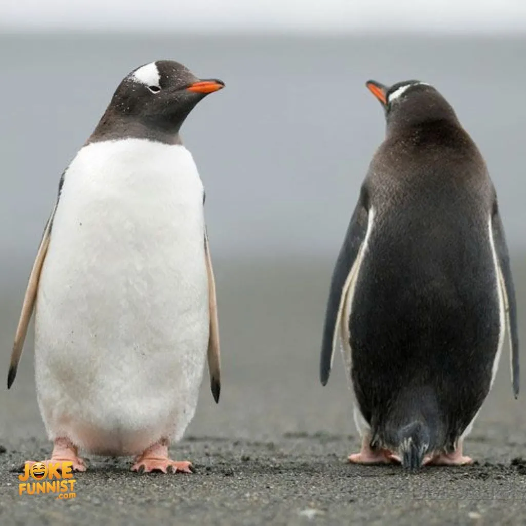 Penguins keep life frosty and fabulous
