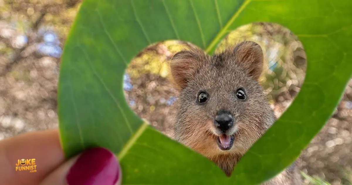 Quokka