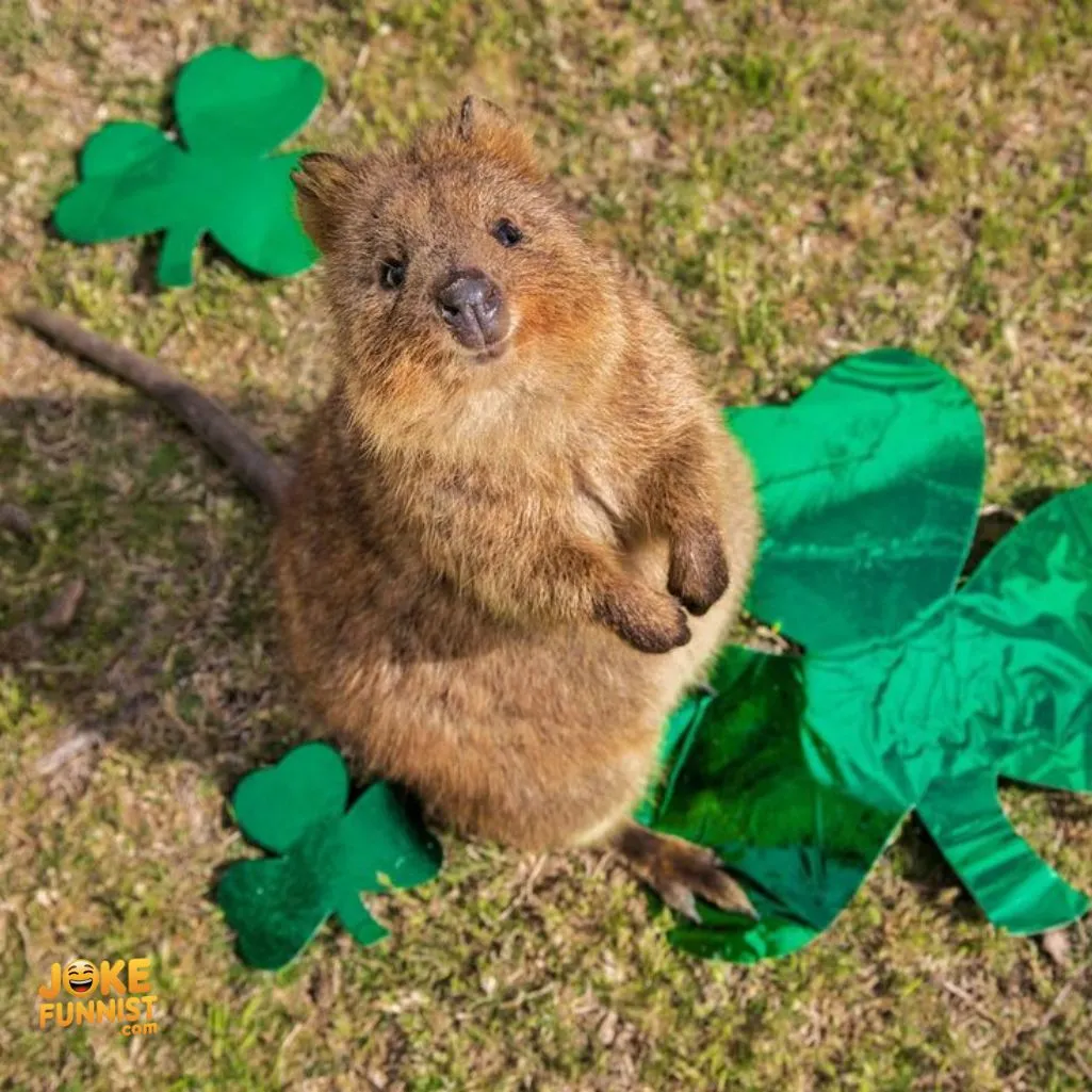 Quokkas make every day better