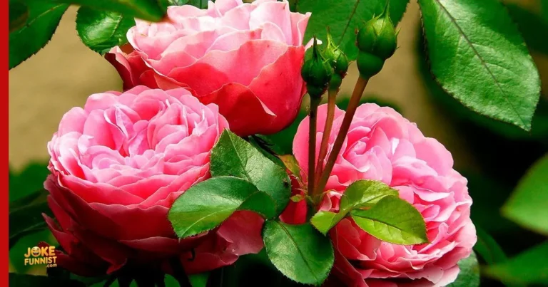 Rose Puns