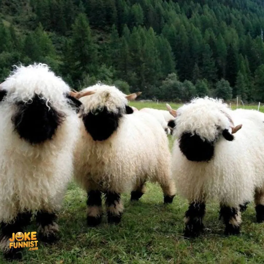 Some Sheep