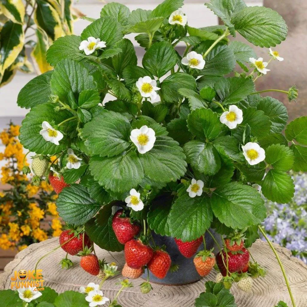 strawberry shortcake