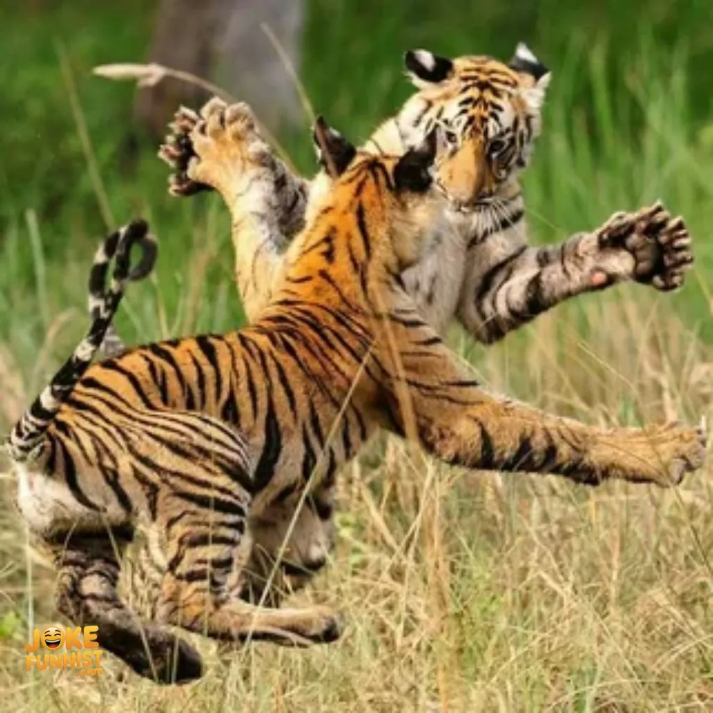 Tiger humor