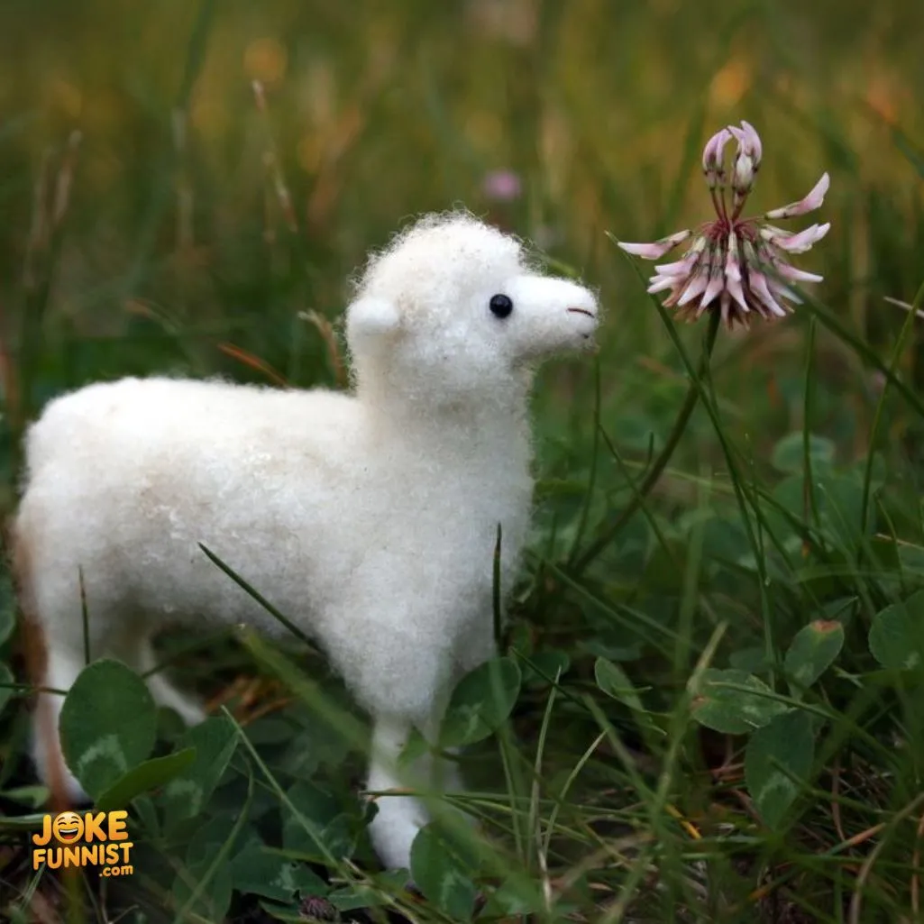 wool-to-my-heart