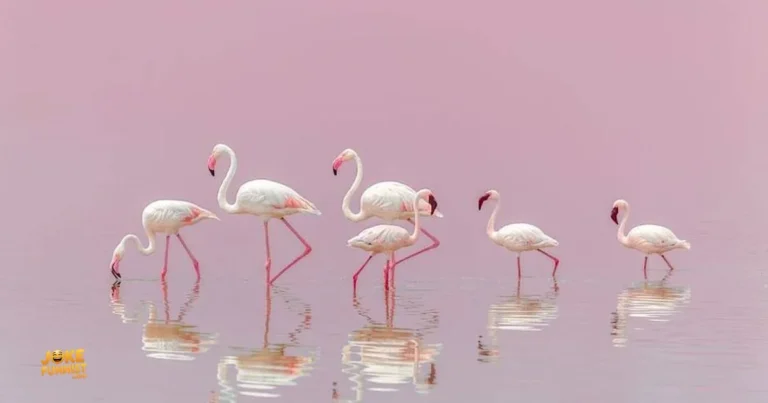 Flamingo Puns And Jokes