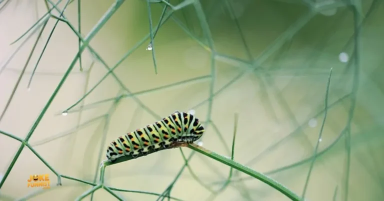 Caterpillar Puns & Jokes