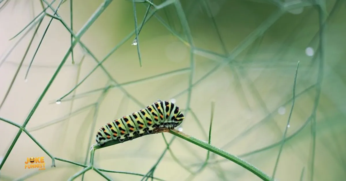 Caterpillar Puns & Jokes