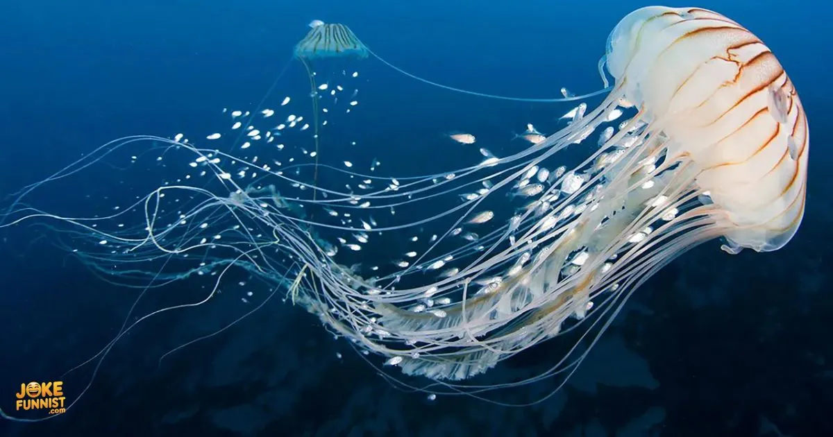 Jellyfish Puns And Jokes