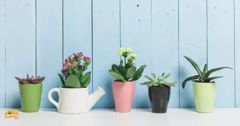 Succulent Puns And Jokes
