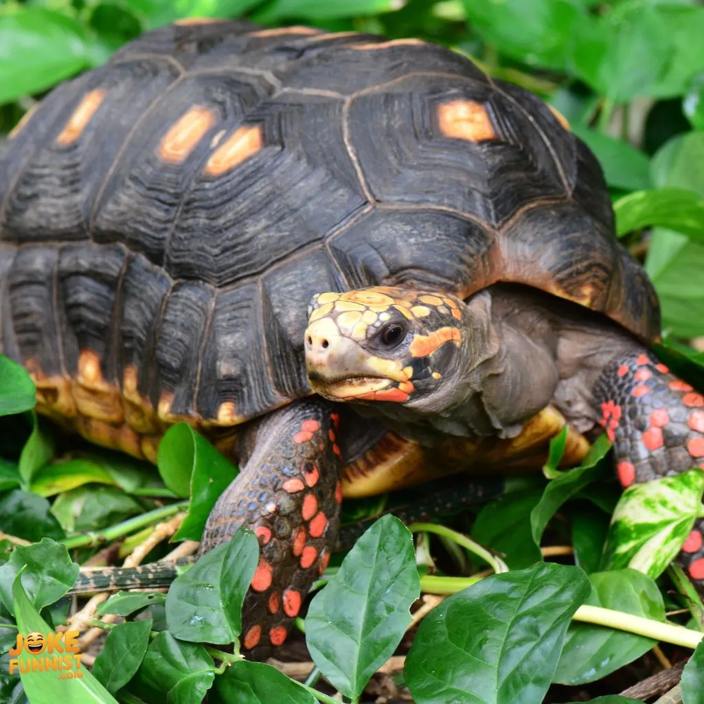 Best Tortoise Puns