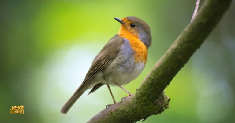 Bird Puns And Jokes