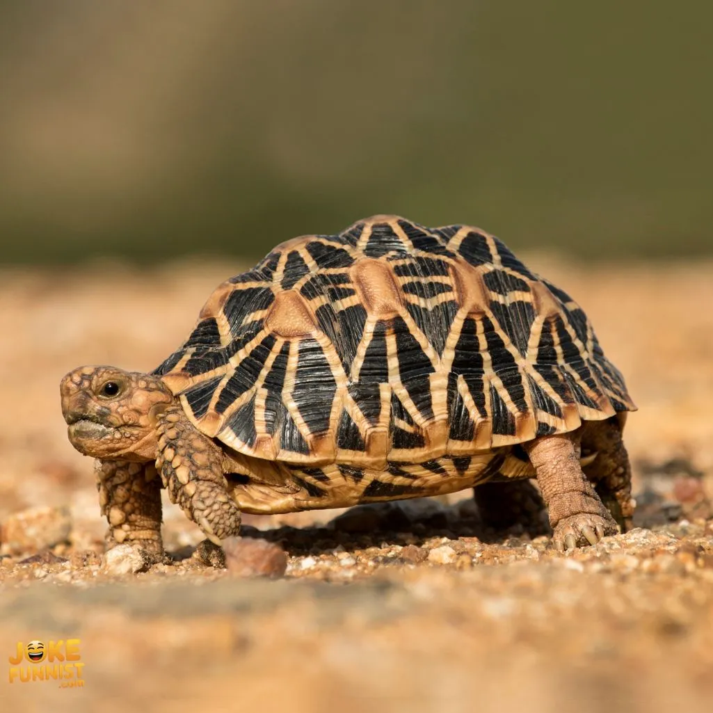 Funny Tortoise Puns