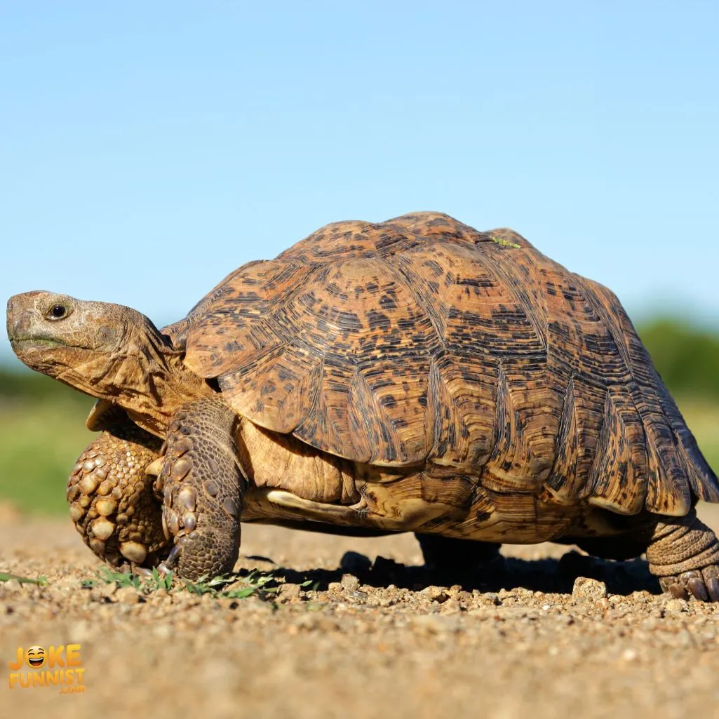 Top Tortoise Puns