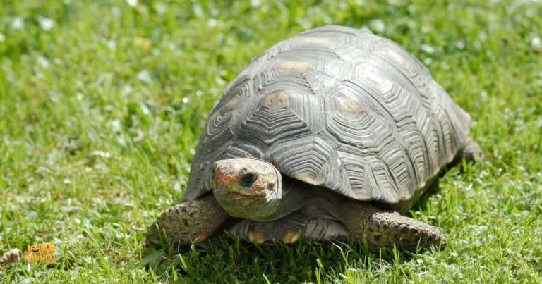 Tortoise Puns And Jokes