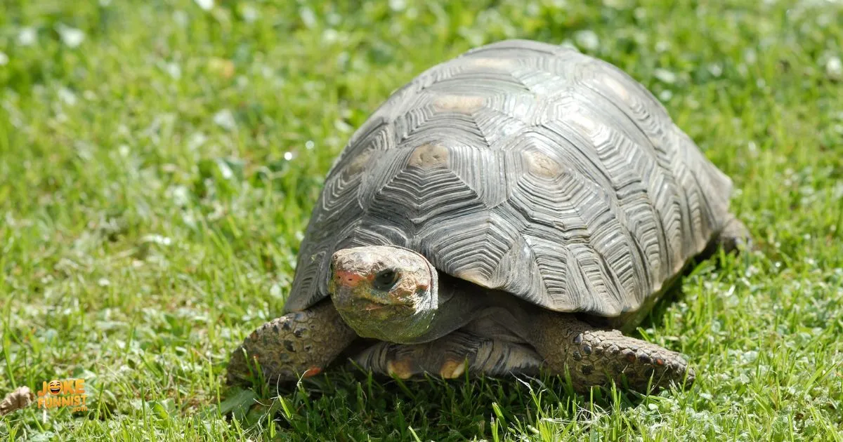 Tortoise Puns And Jokes