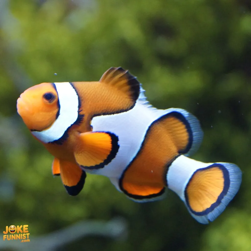 Best Fish Puns