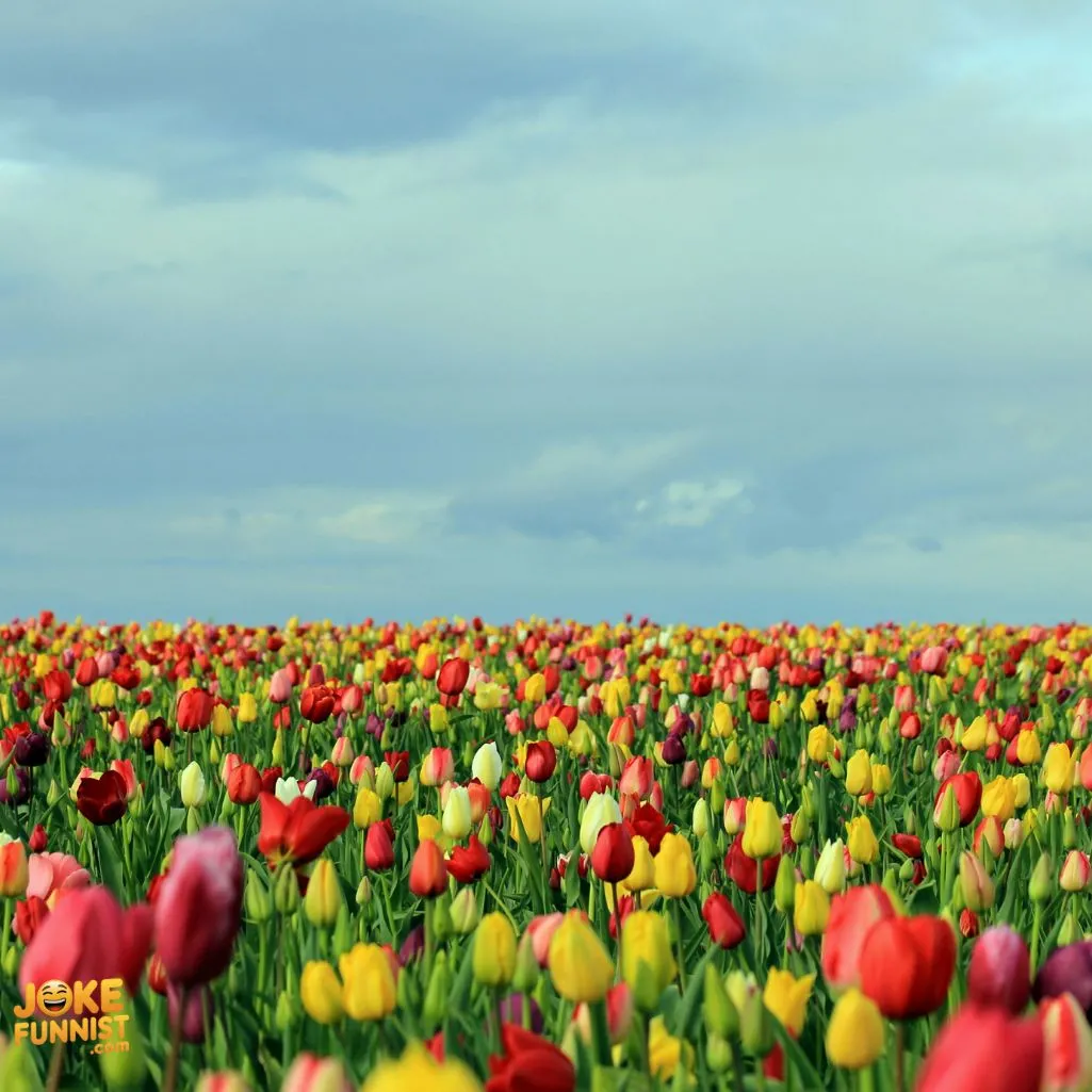 Hilarious Tulip Jokes
