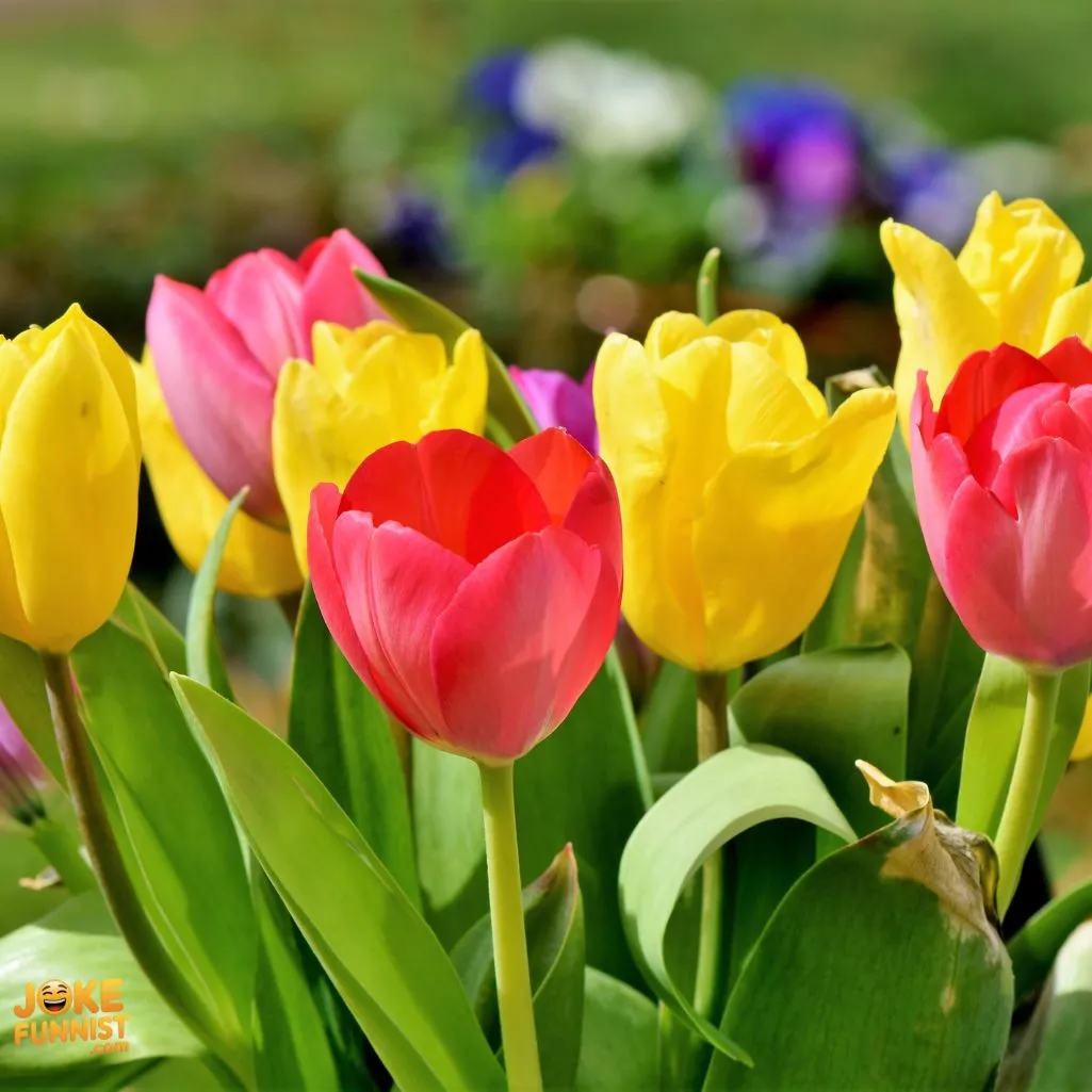 Punny Tulip One Liners