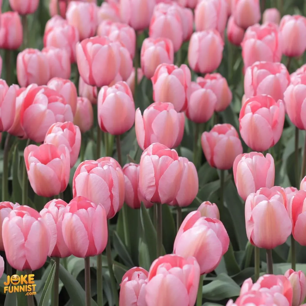 Tulip Jokes For Nature Lovers